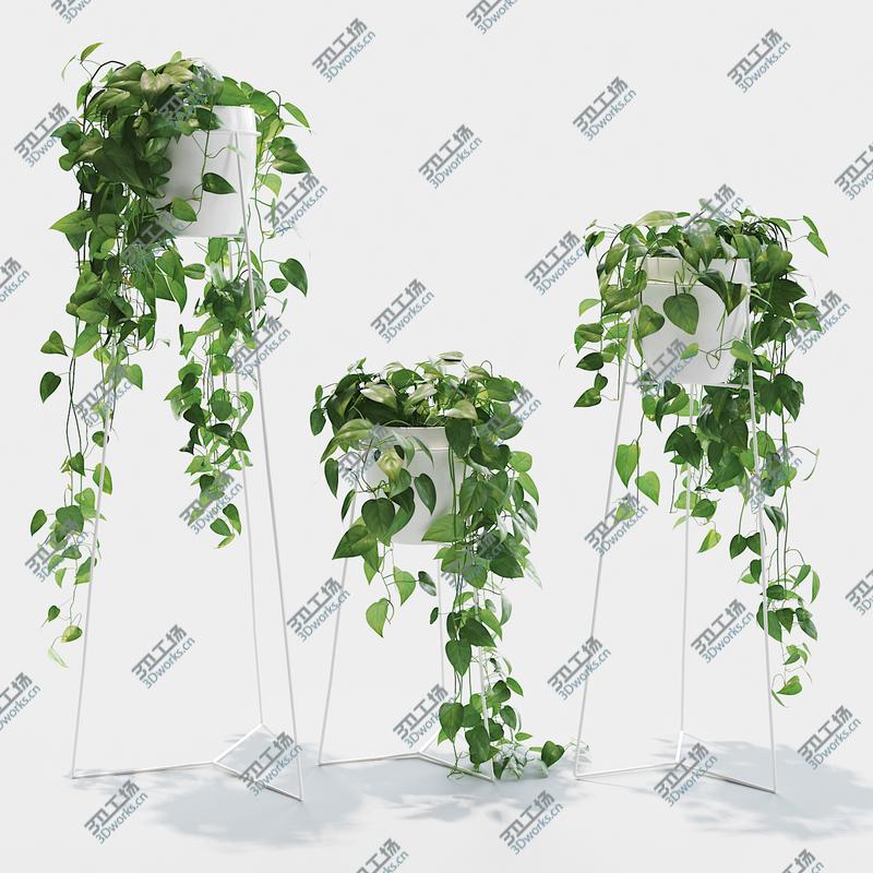 images/goods_img/2021040234/Scandens plant 3/3.jpg